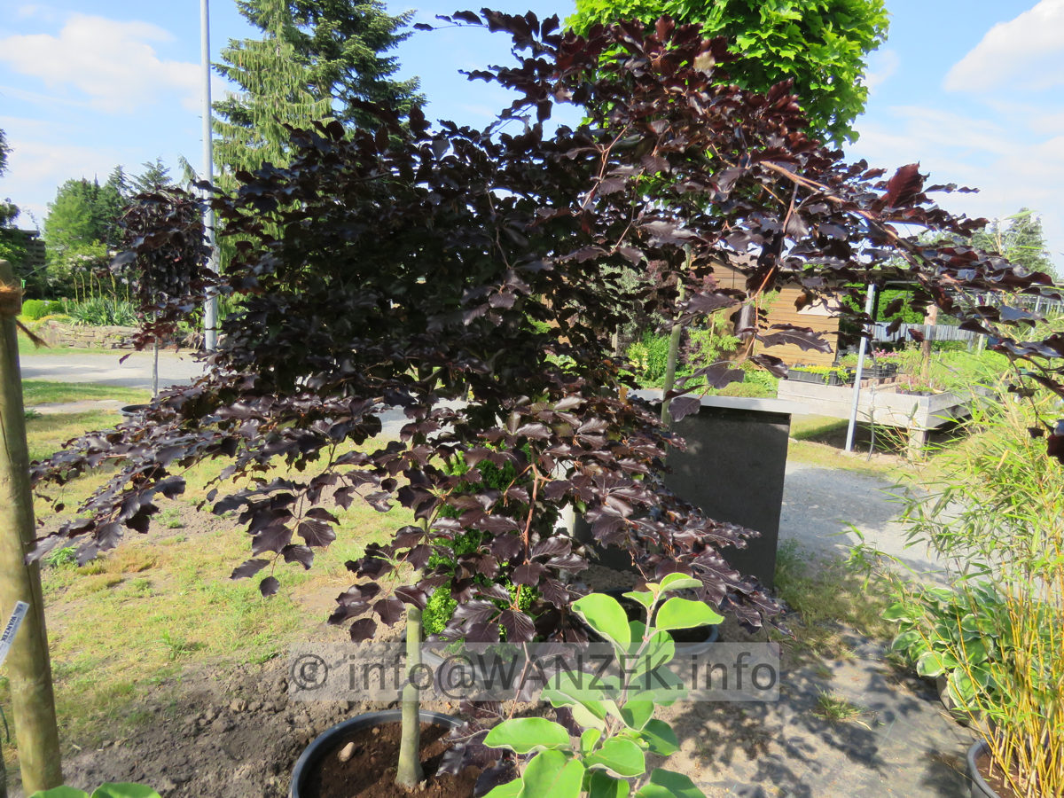 Fagus sylvatica Tortuosa Purpurea 003.JPG